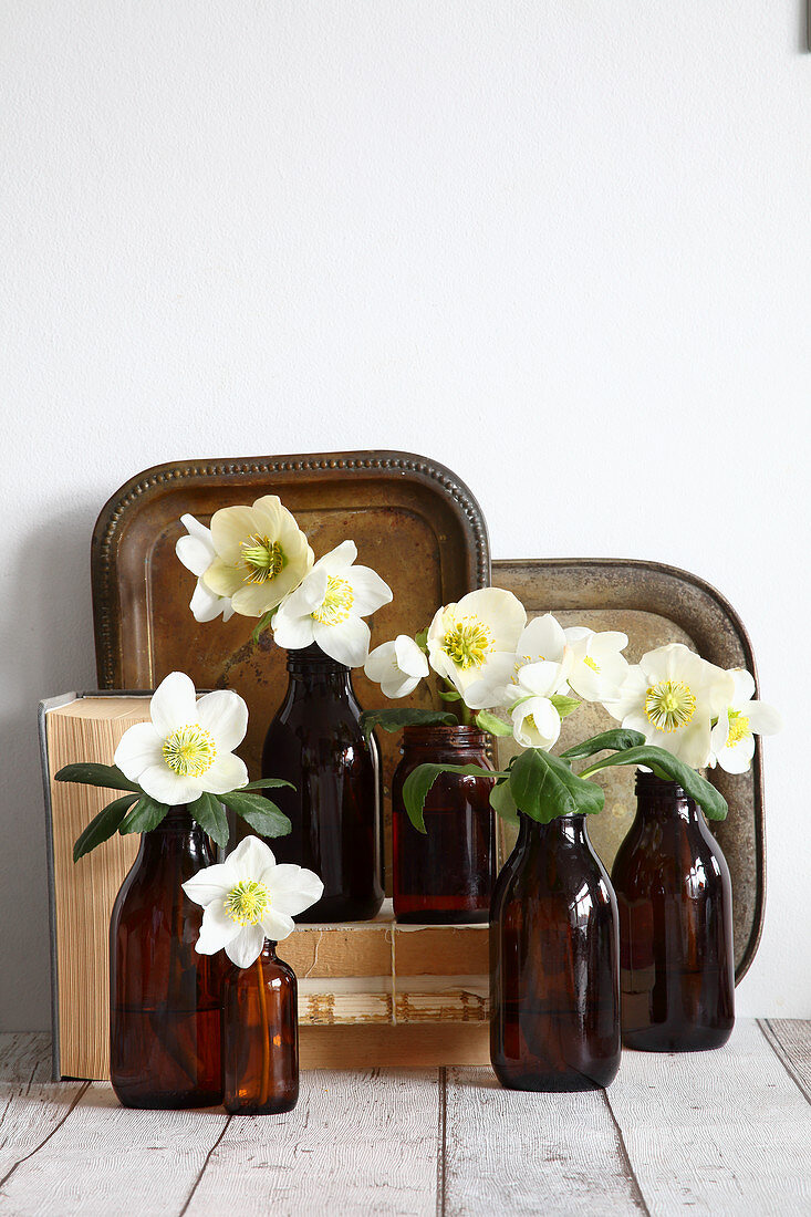 Hellebores in brown bottles