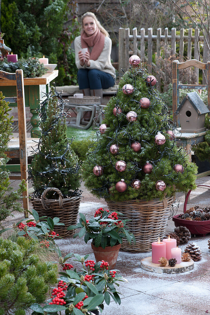 Zuckerhutfichte als Weihnachtsbaum mit Kugeln und Lichterkette geschmückt