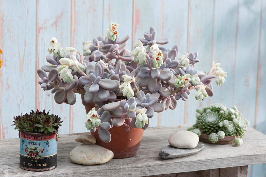 Moonstone with flowers