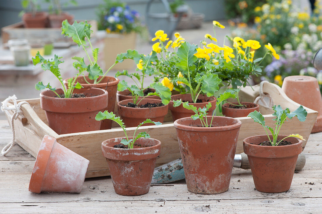 Kale seedlings and horned violets in clay pots