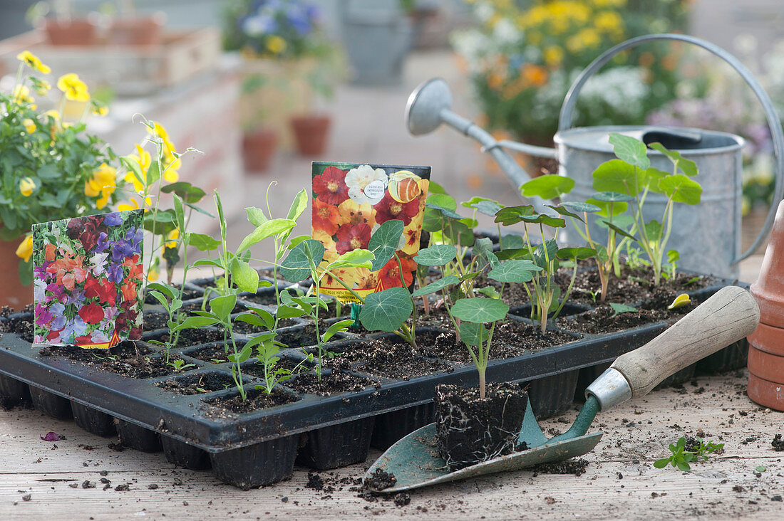 seedling tray with young plants of nasturtiums and sweet peas