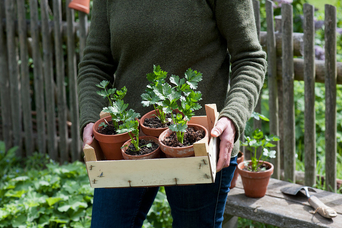 A woman carrying celeriac seedlings in terracotta pots