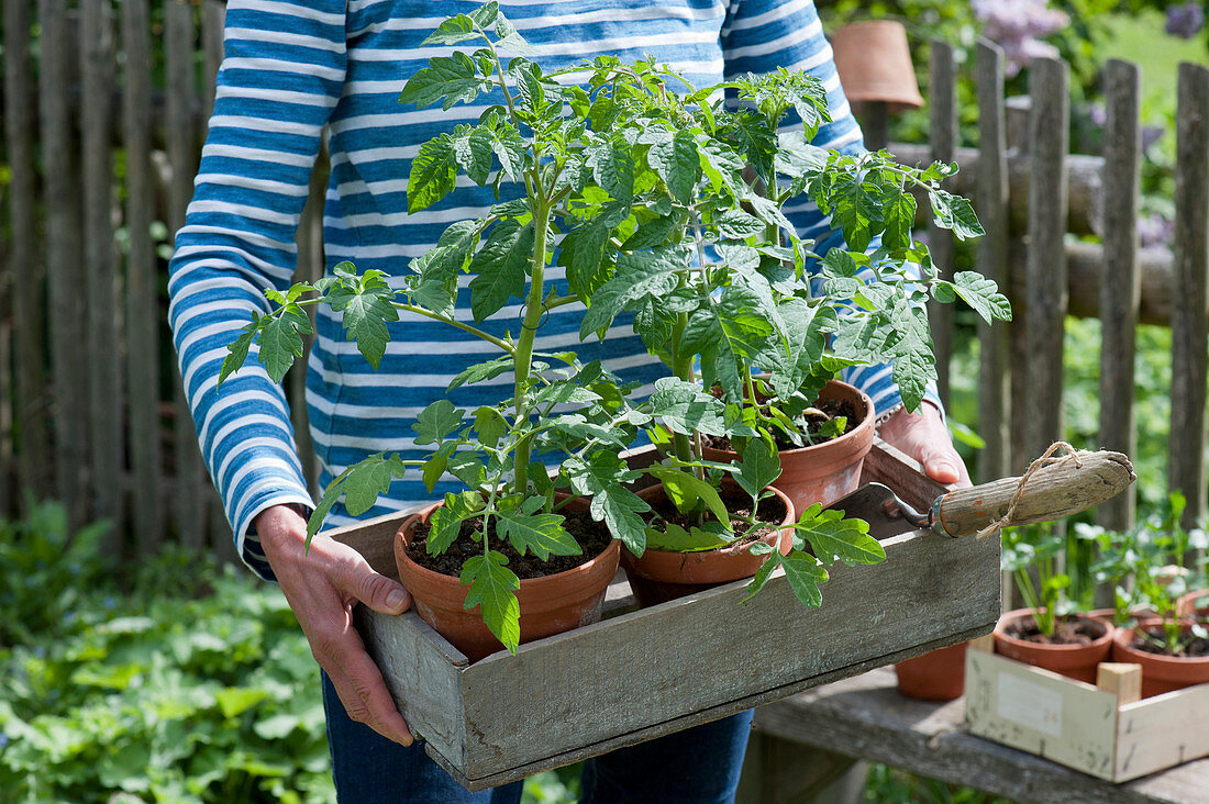 Frau trägt Kiste mit Tomatenpflanzen im Tontopf