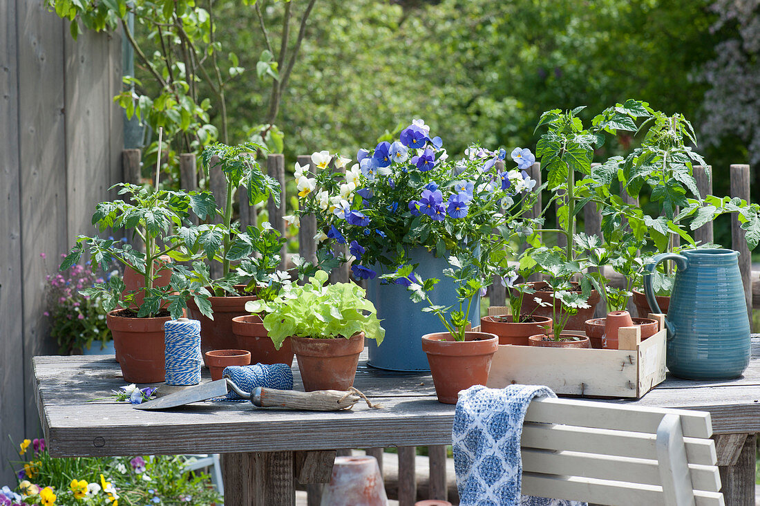 Vegetable seedlings and horned violets in pots on the patio table