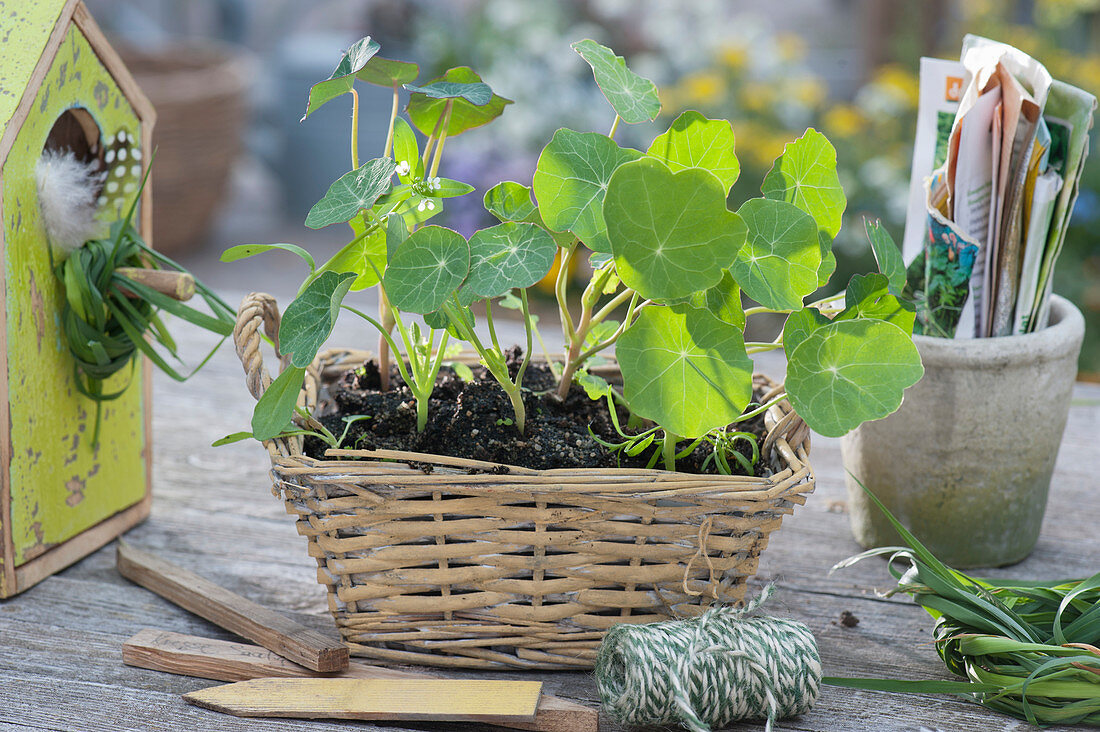 Young plants of nasturtiums in the basket