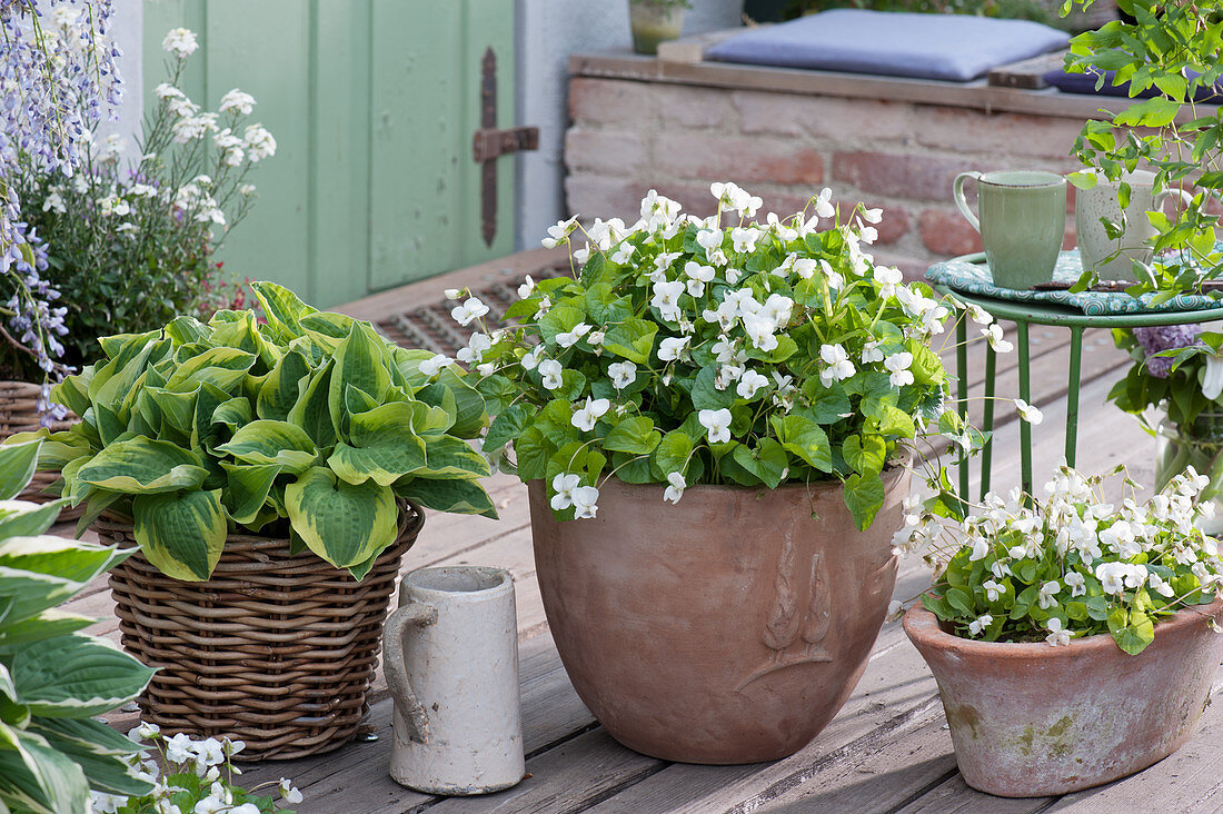 Peony violets in terracotta and 'Frances Williams' in the basket