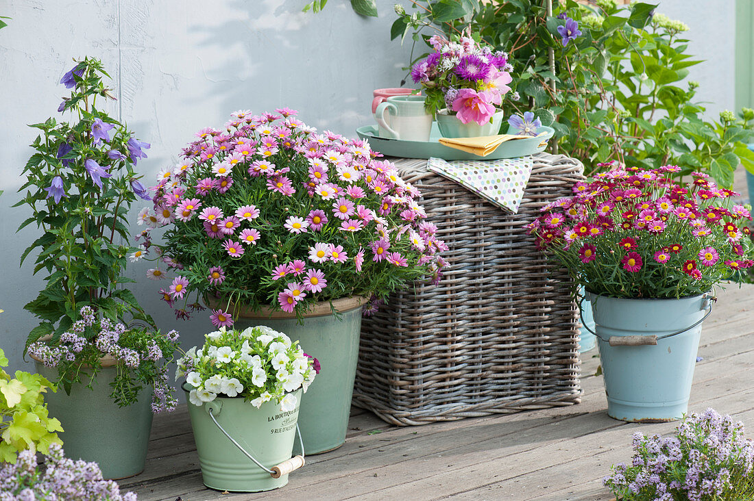 Strauchmargeriten 'Bubblegum Blast' 'Meteor Red', nesselblättrige Glockenblume, Petunie und Bergbohnenkraut