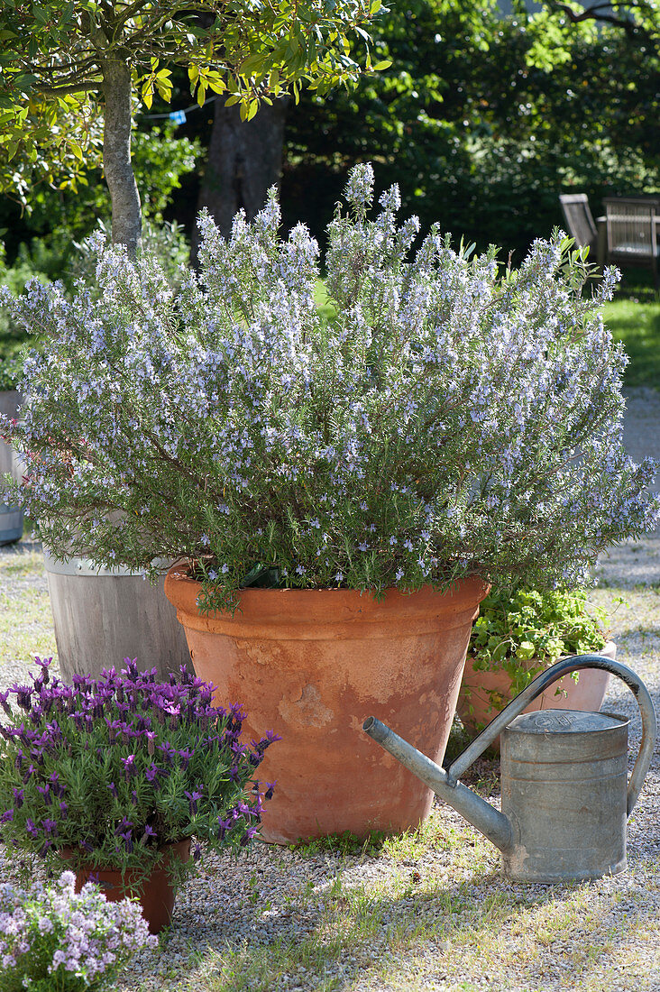 Blossoming rosemary and French lavender on a gravel terrace