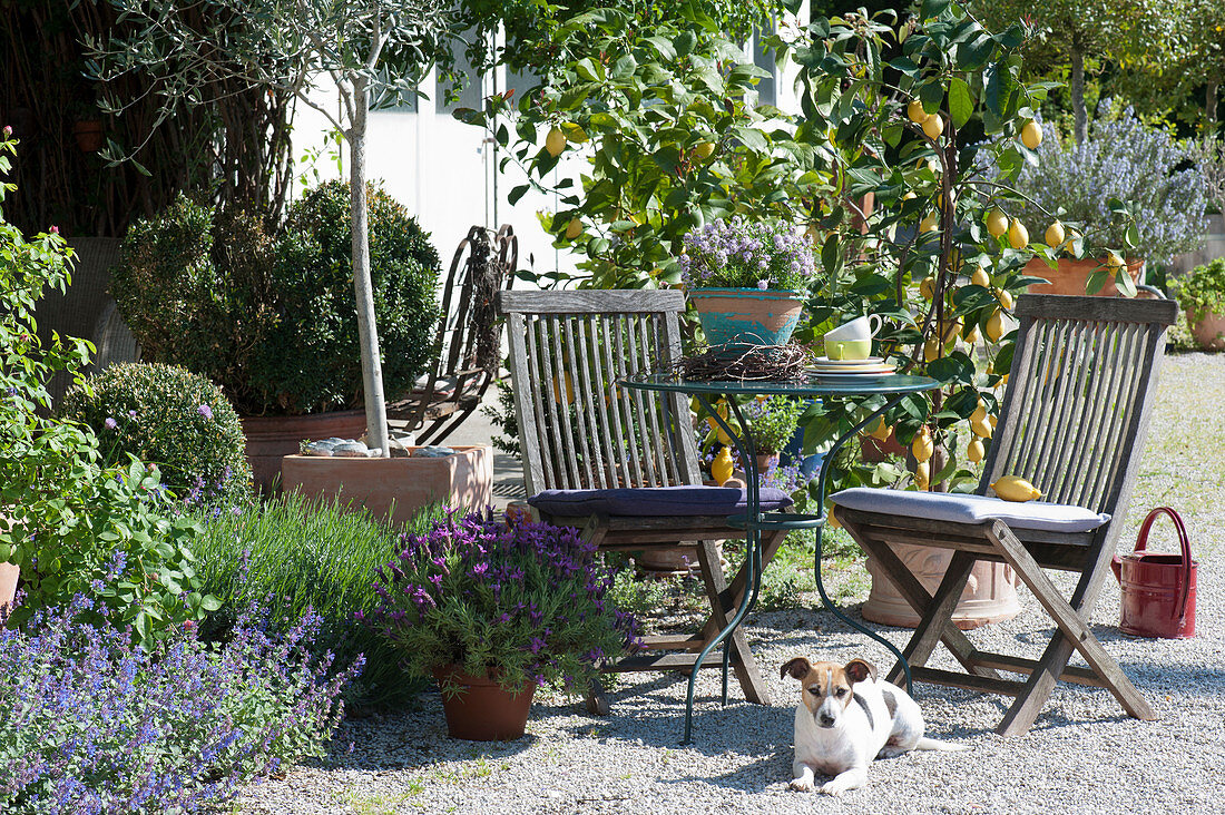 Small seating area on a Mediterranean gravel terrace with lemon trees, lavender and savory, dog Zula, catnip in the bed