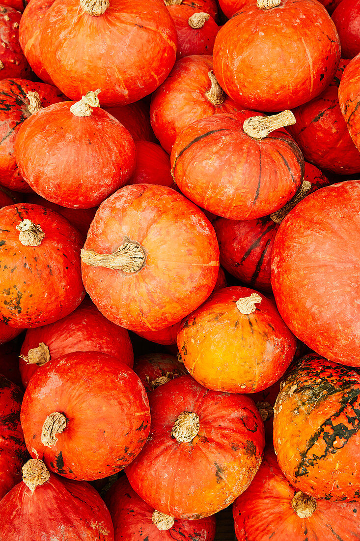 Lots of Hokkaido pumpkins