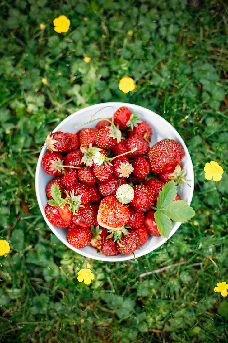 Frisch gepflückte Erdbeeren in Schale im Gras