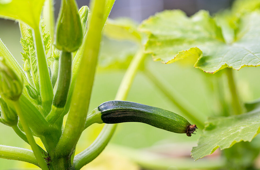 Young courgette growing on plant
