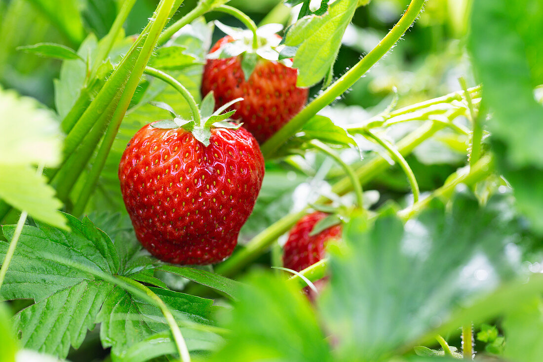 Red strawberries growing on plant