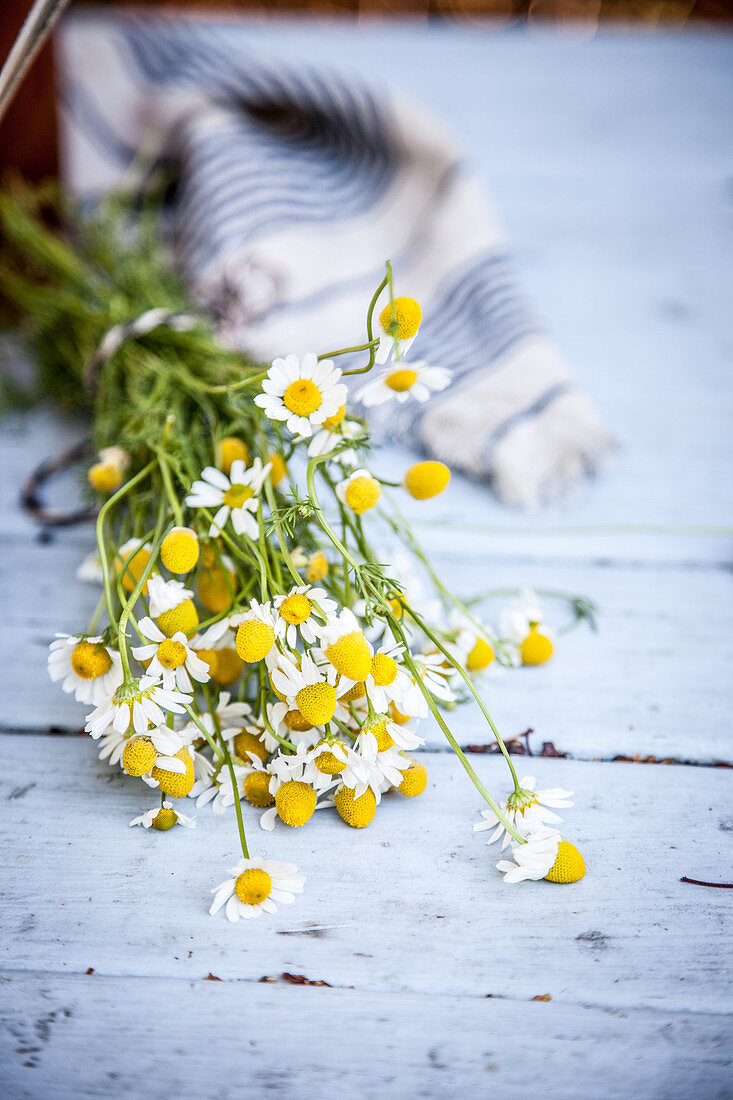 Fresh chamomile flowers on a garden table