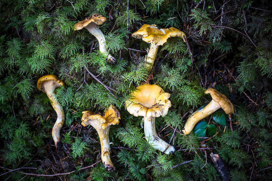 Freshly gathered chanterelle mushrooms on the ground in a forest