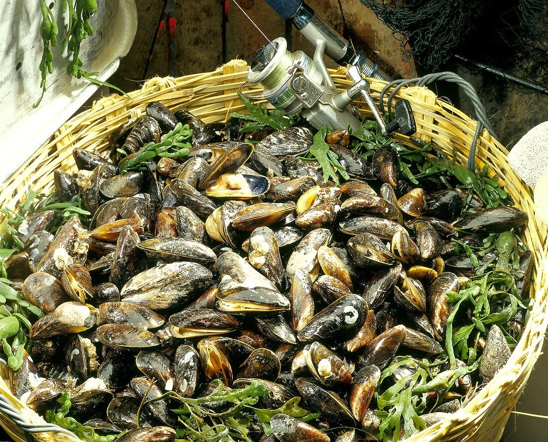 A Basket Full of Blue Mussels; Seaweed