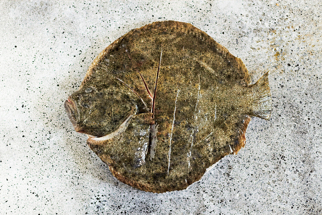 Fresh turbot