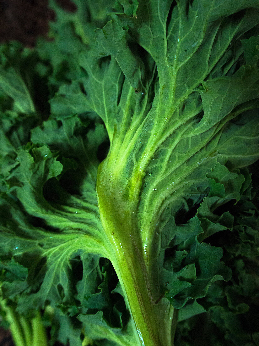 Fresh kale