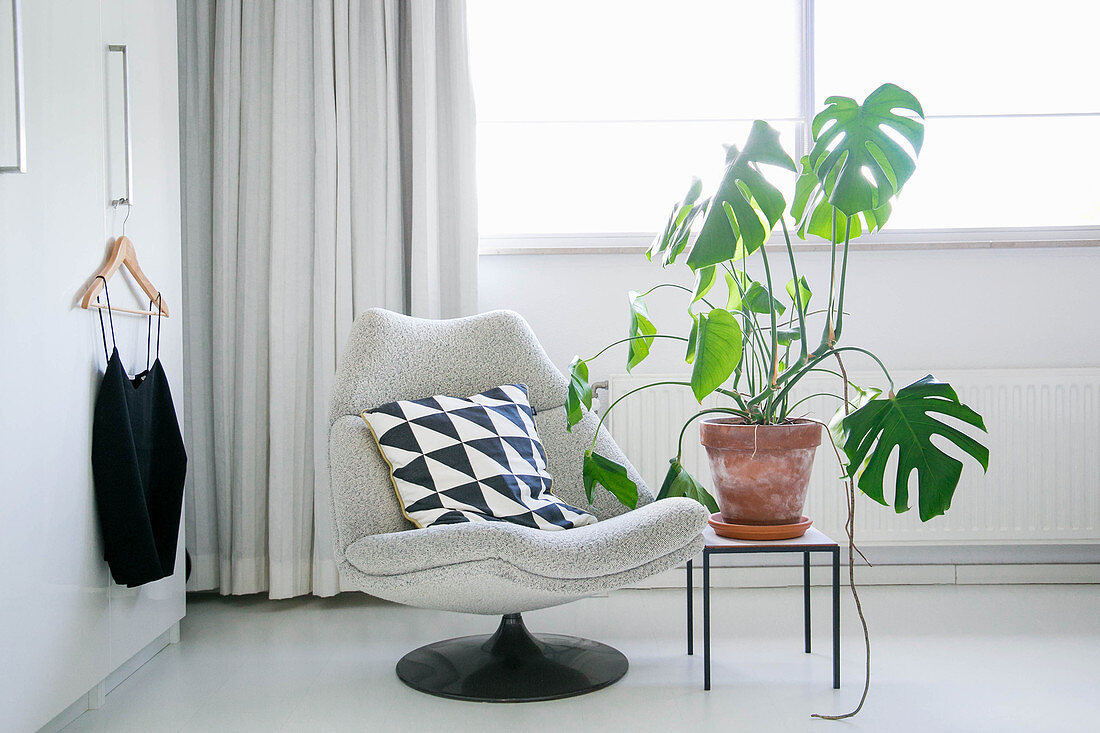 Swiss cheese plant on side table next to grey easy chair