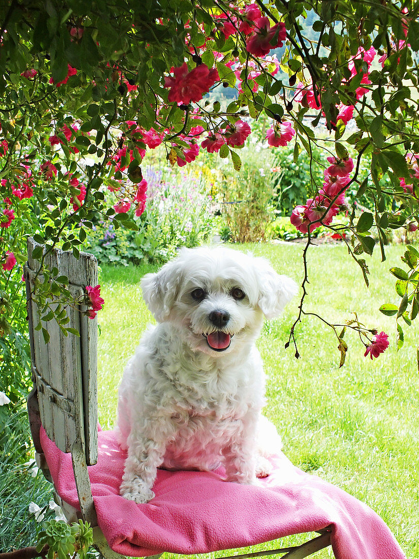 Bichon Frisé dog on garden chair below climbing rose 'Super Excelsa'
