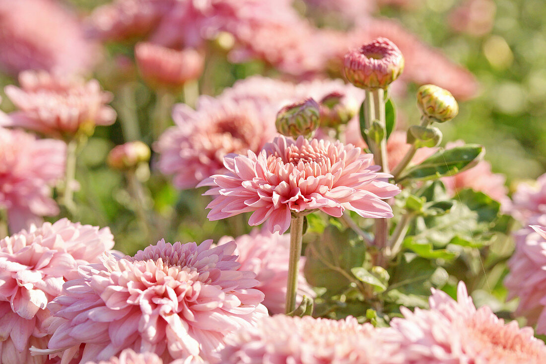 Pink chrysanthemums in garden