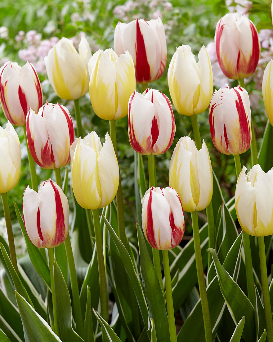 Tulipa 'Happy Generation', 'Happy People'