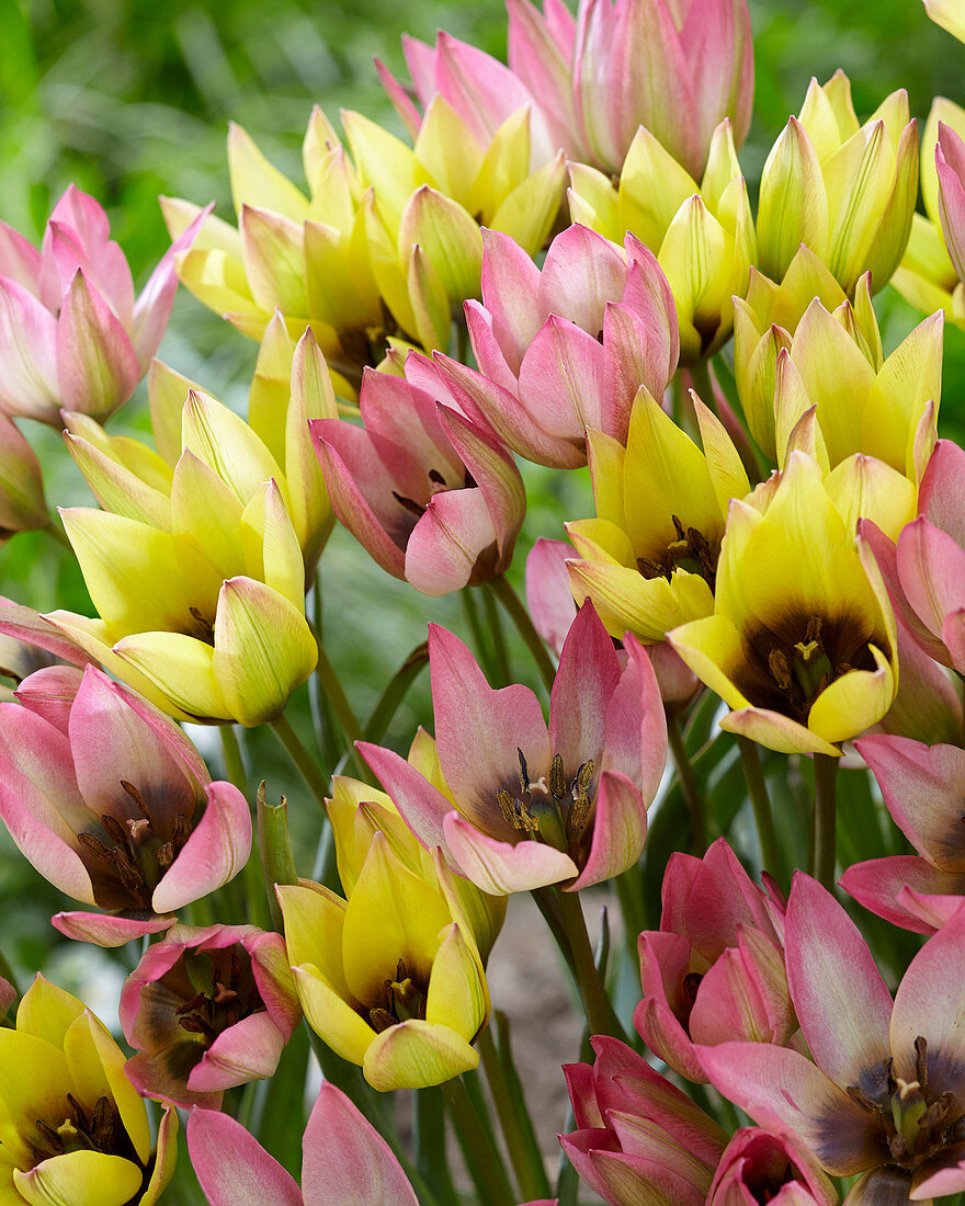 Tulipa Danique, Lucca