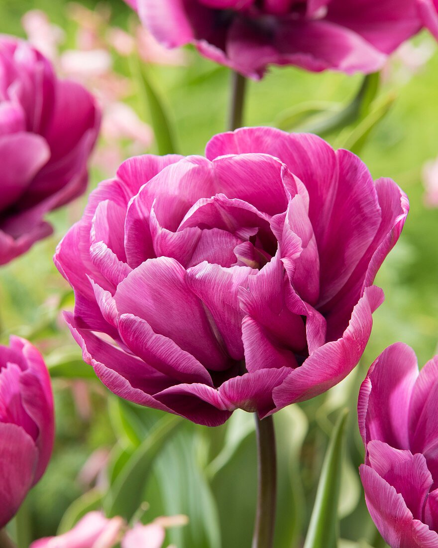 Tulipa 'Blue Diamond'