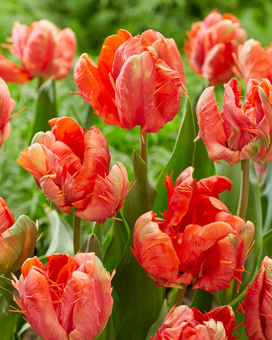 Tulipa 'Ad Rem Parrot'