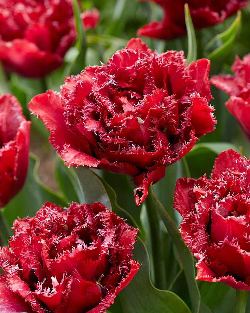 Tulipa Matchpoint Red