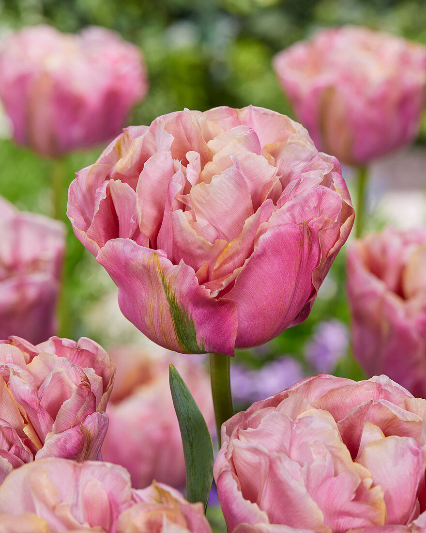 Tulipa 'Double Peony'