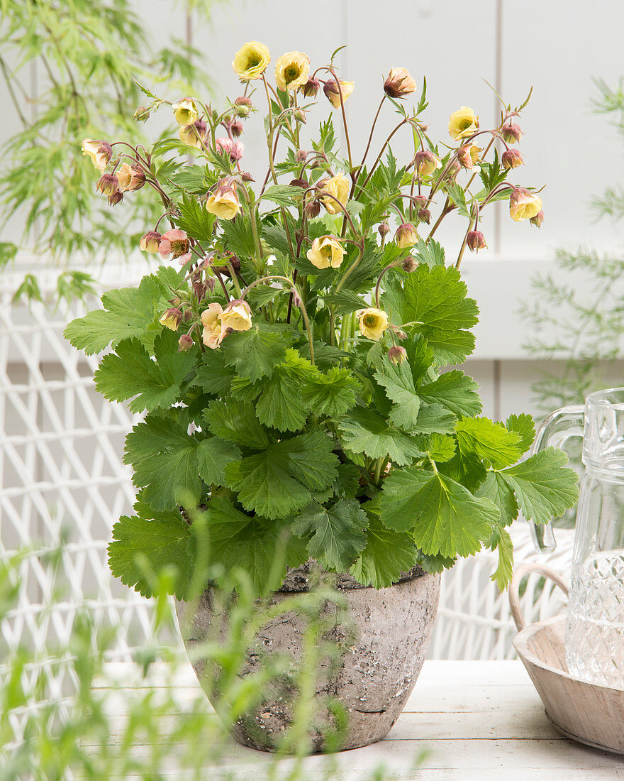 Geum 'Censation' ™ 'Two Tone Pearl'