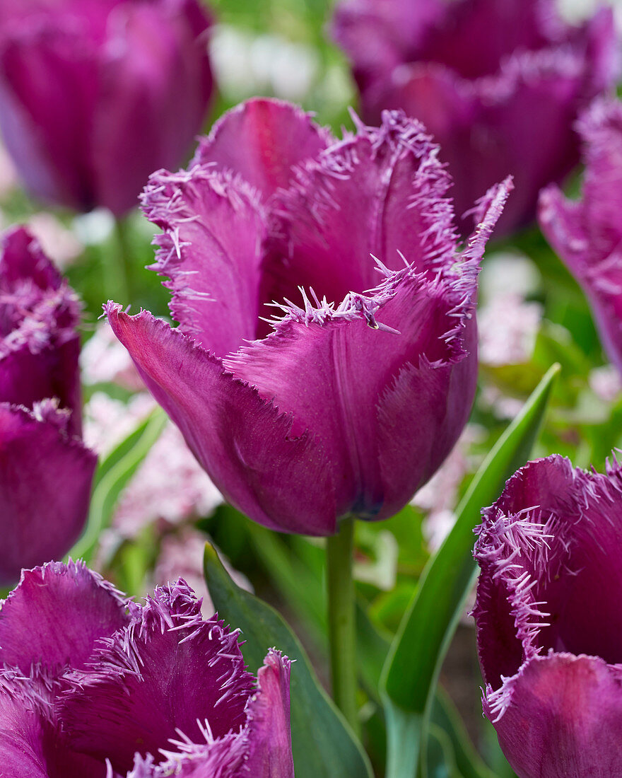 Tulipa 'Purple Crispa'