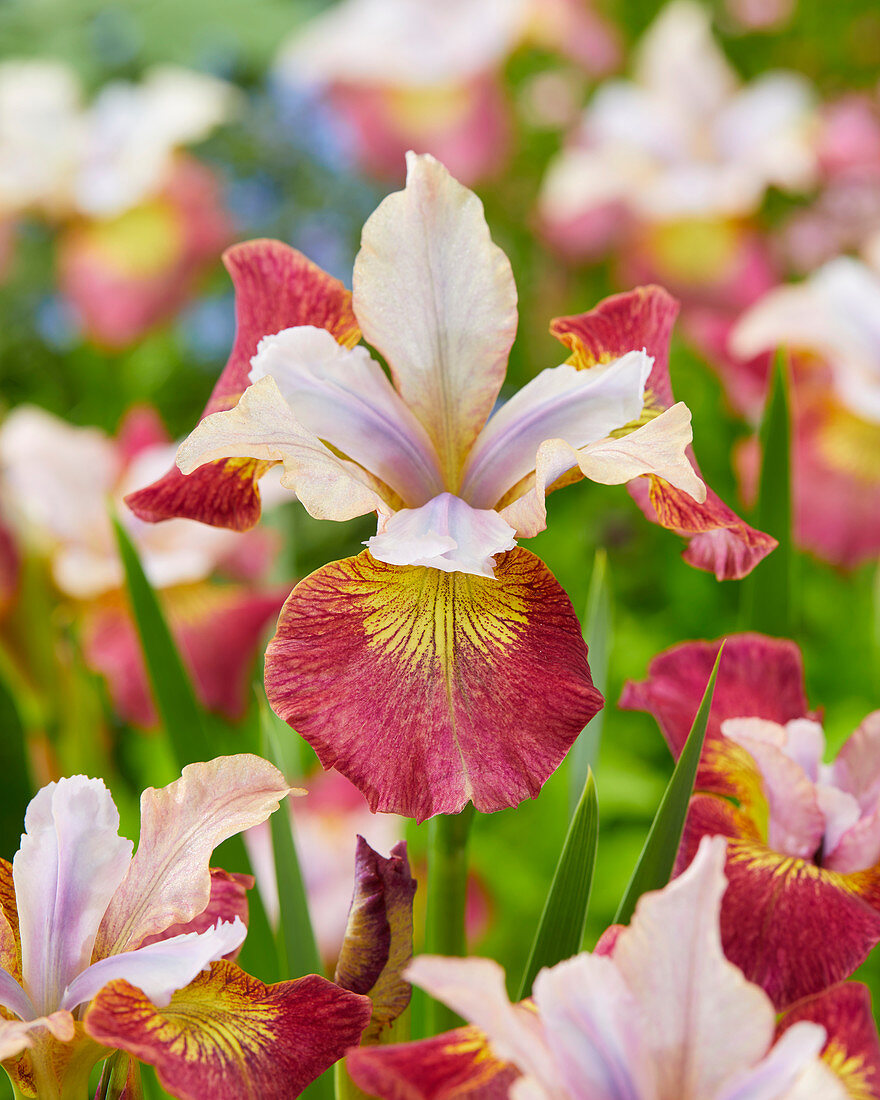 Iris sibirica 'Sugar Rush'