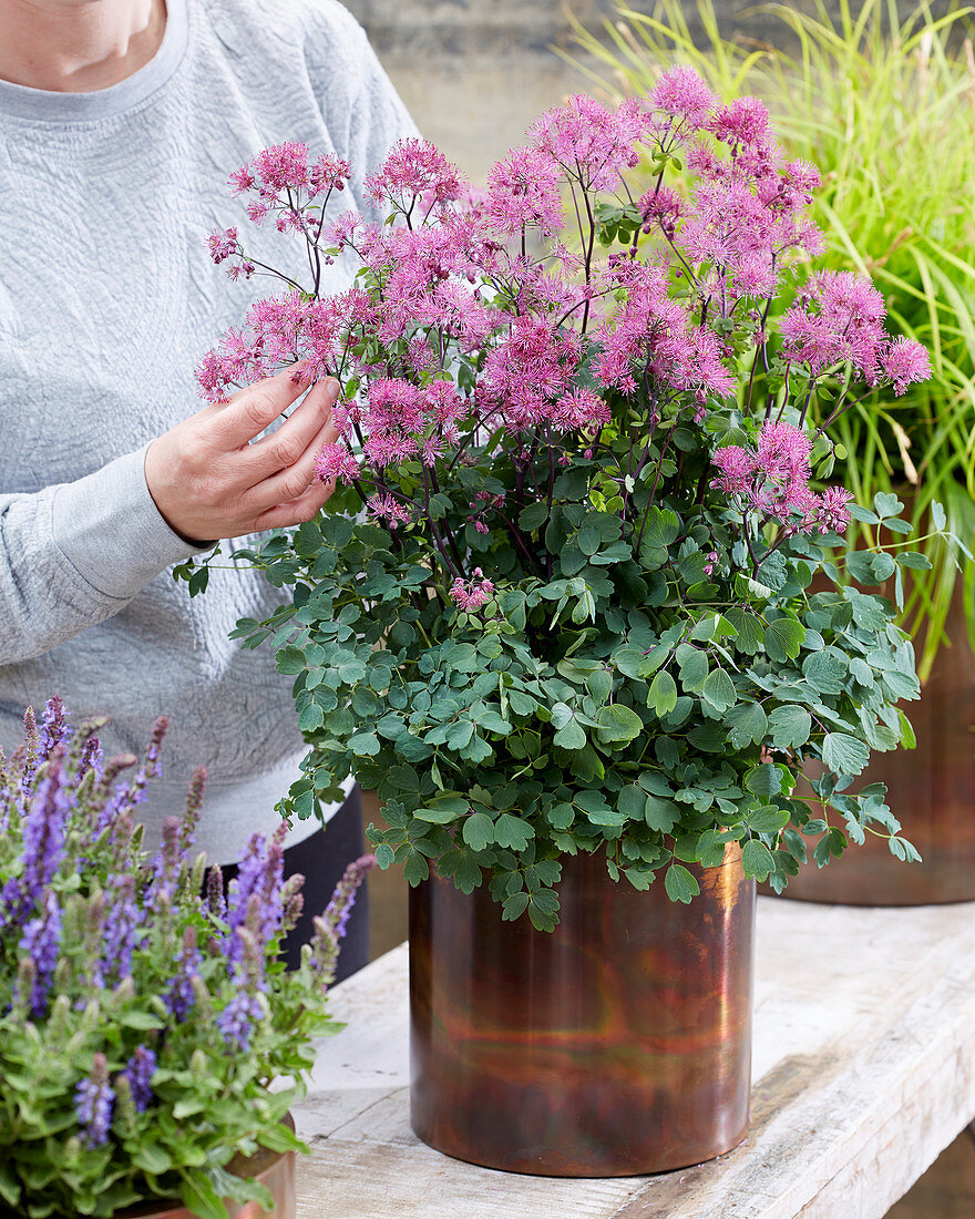 Thalictrum Little Pinkie