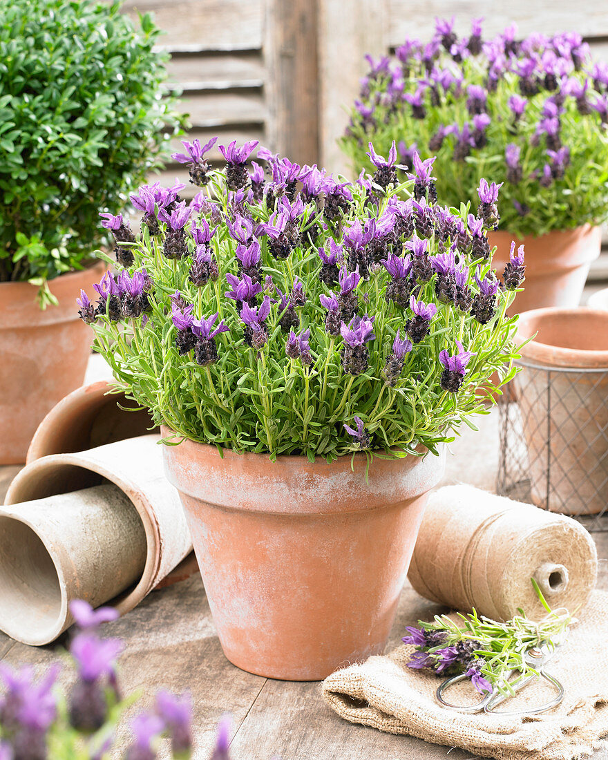 Lavandula stoechas