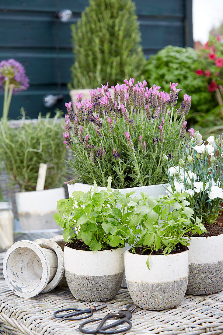 Dachterrasse mit Kräutern in Töpfen