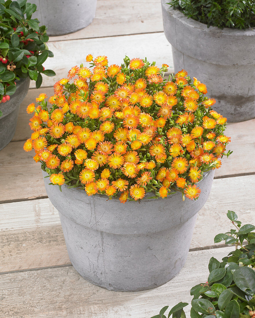 Delosperma Wheels of Wonder ® Orange Wonder