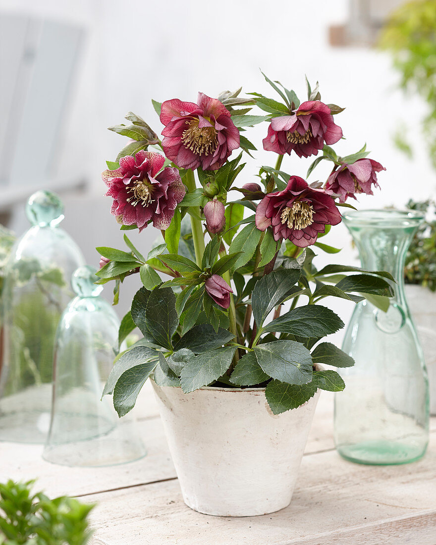 Helleborus orientalis Double Ellen® Red