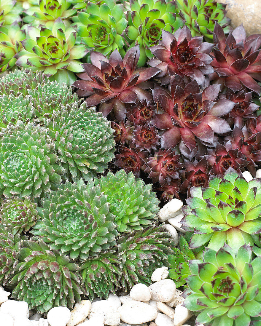 Sempervivum mixed