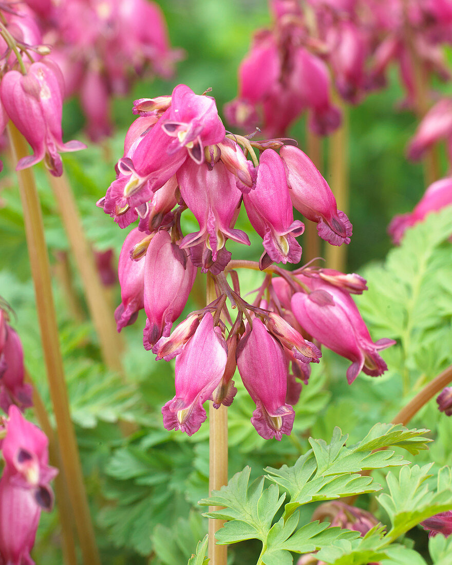 Dicentra formosa Luxuriant