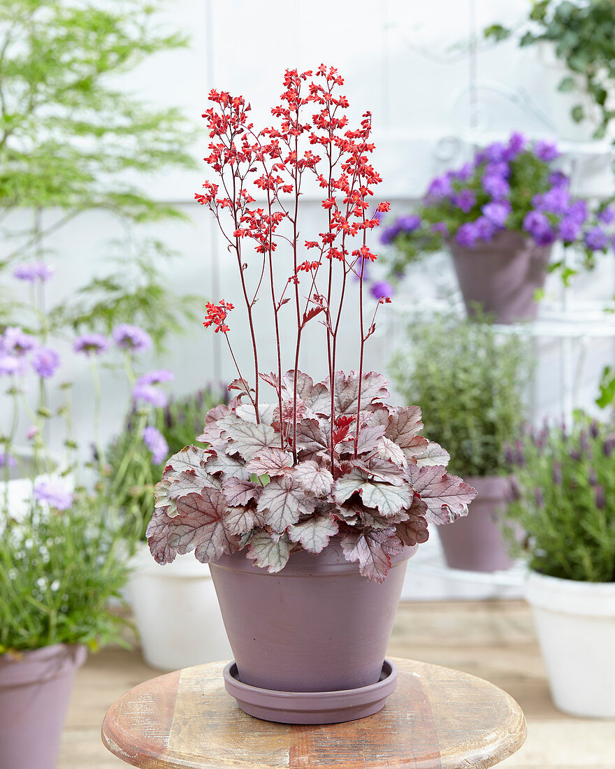 Heuchera 'Red Pearls'