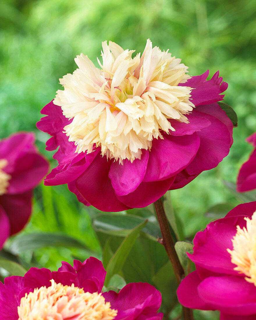 Paeonia 'White Cap'