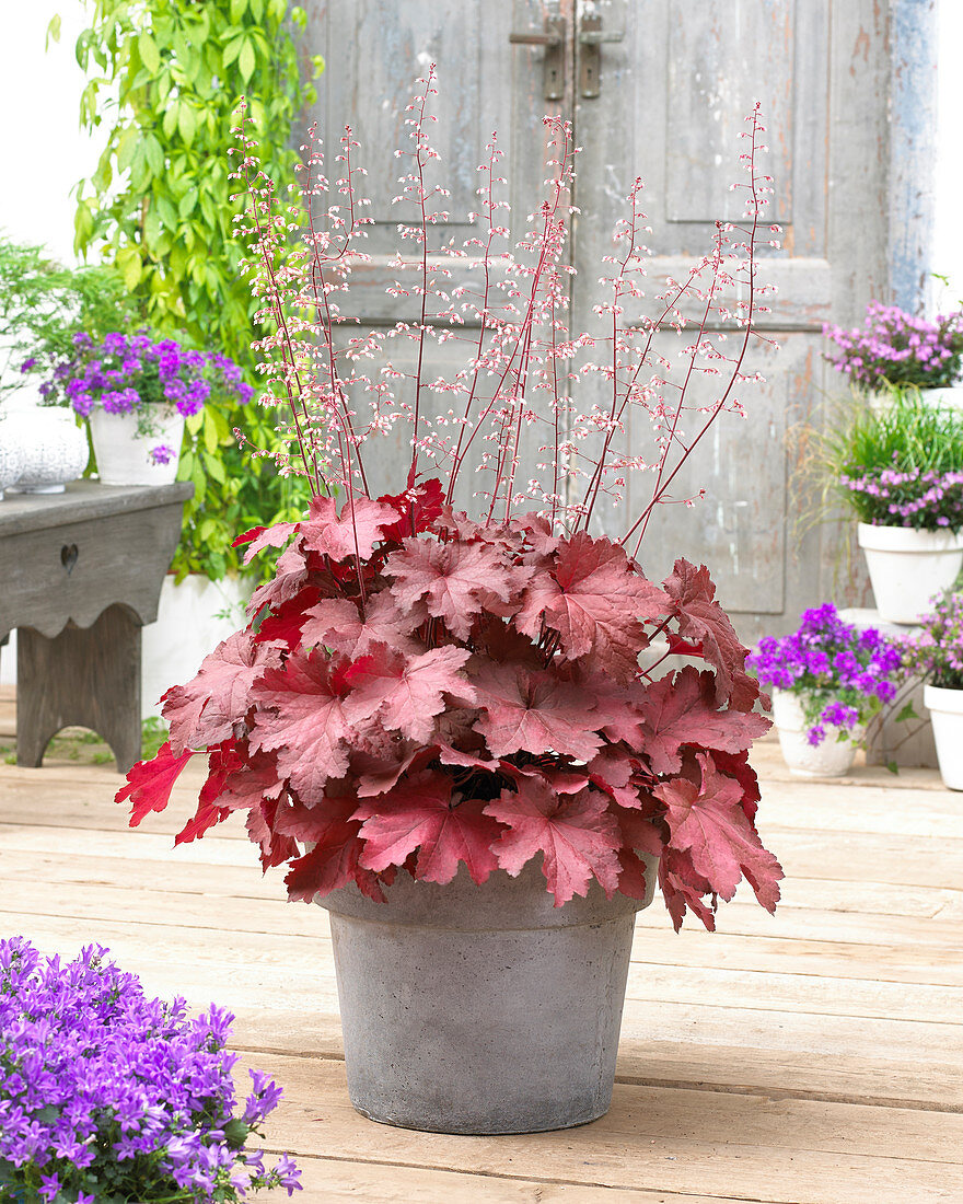 Heuchera 'Magma'