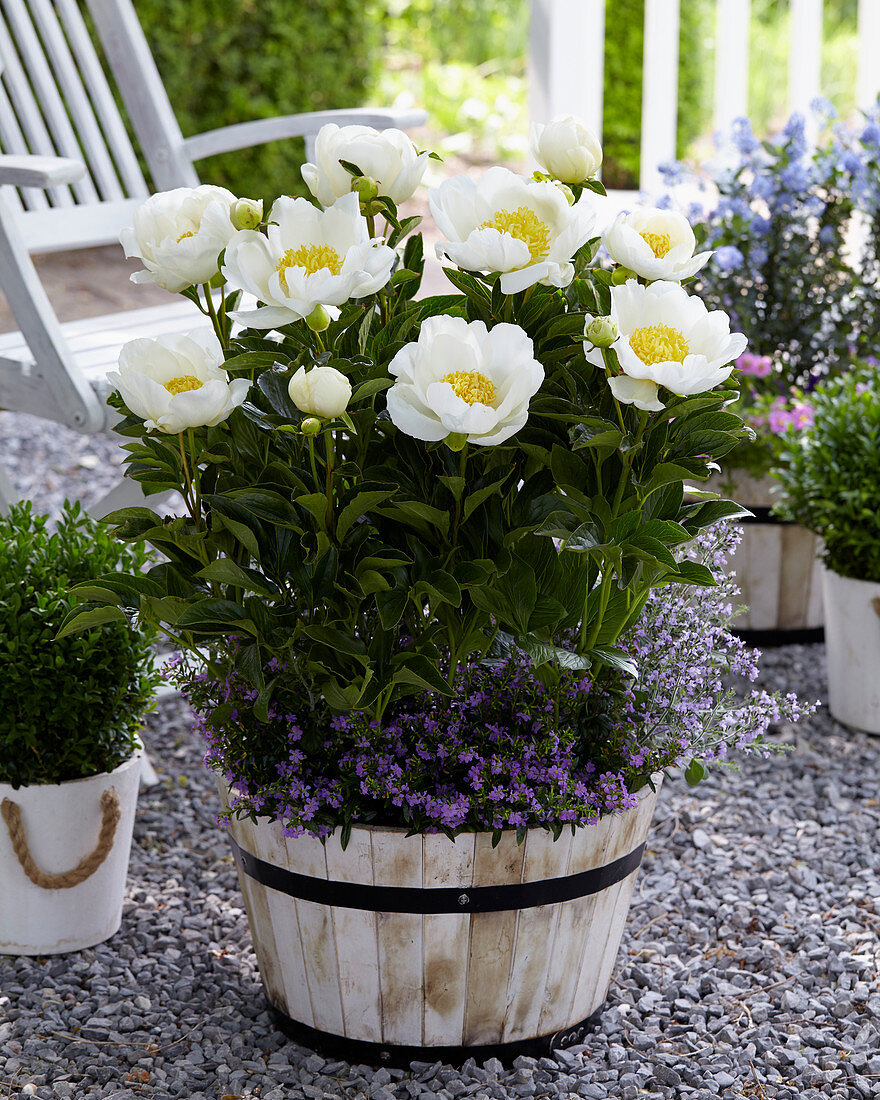 Paeonia 'Jan van Leeuwen'