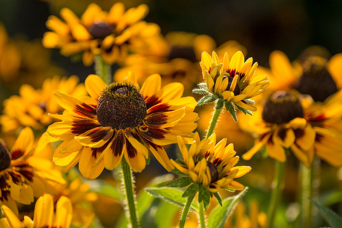 Rudbeckia Giggling SmileyZ ™