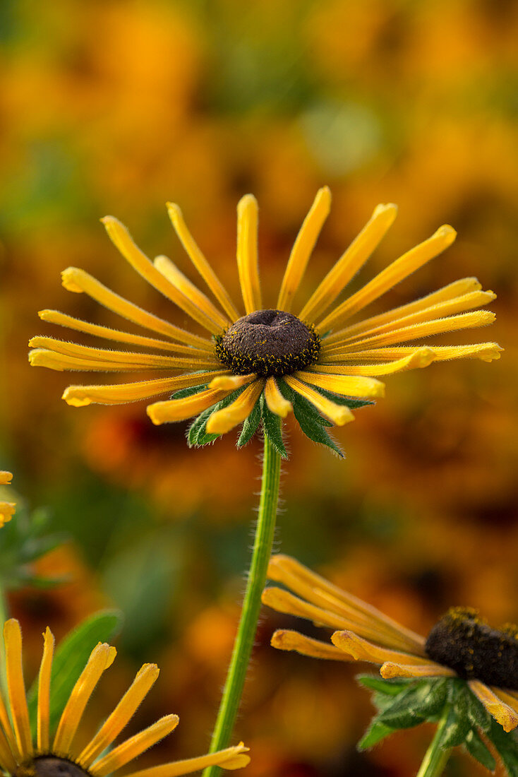 Rudbeckia Radiant SmileyZ ™