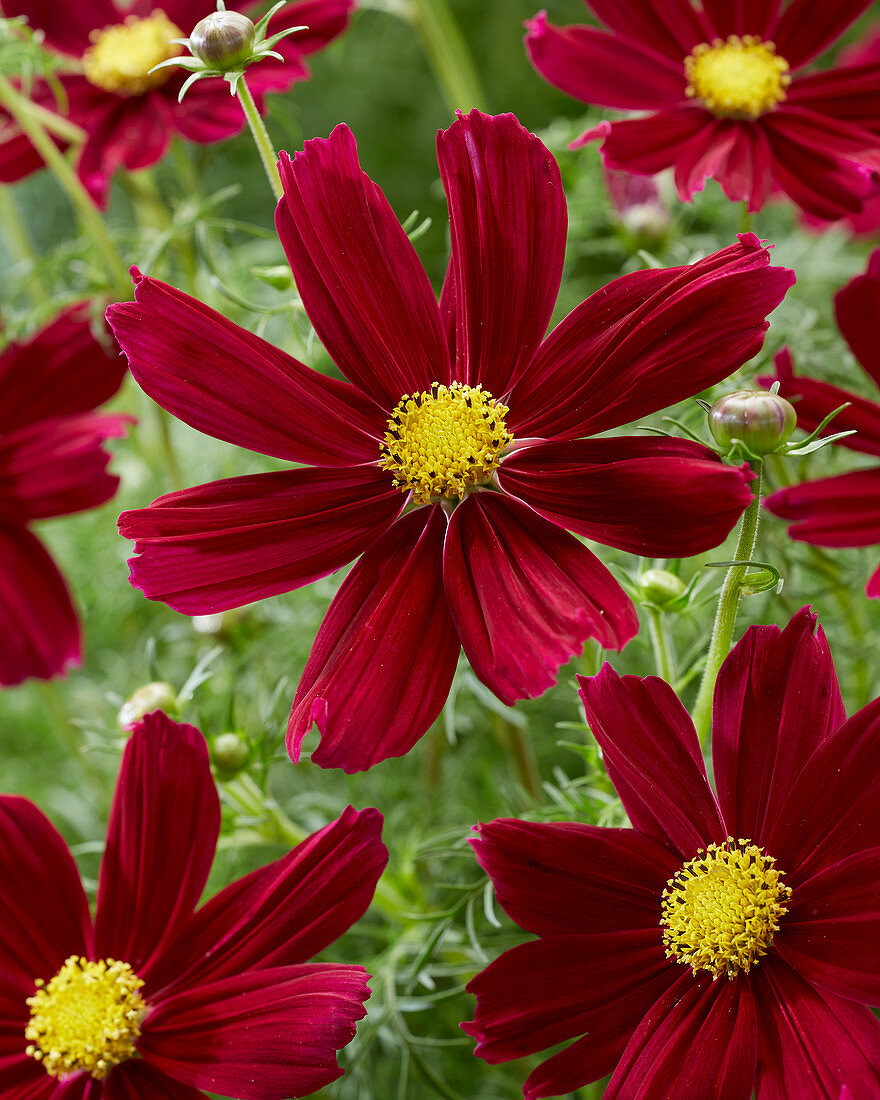 Cosmos bipinnatus 'Carmine'