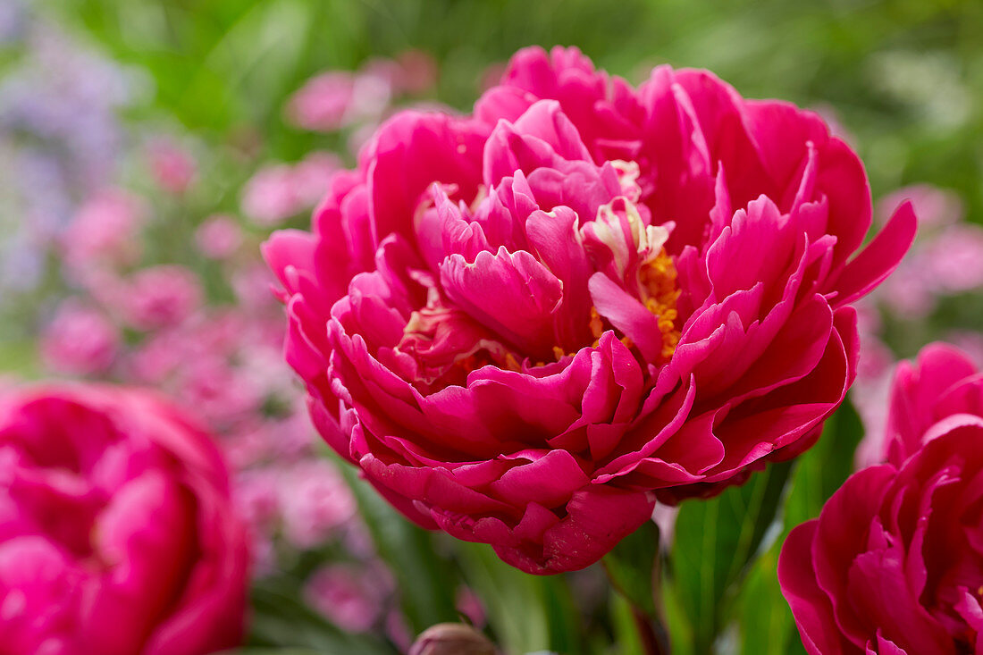 Paeonia 'Karl Rosenfield'