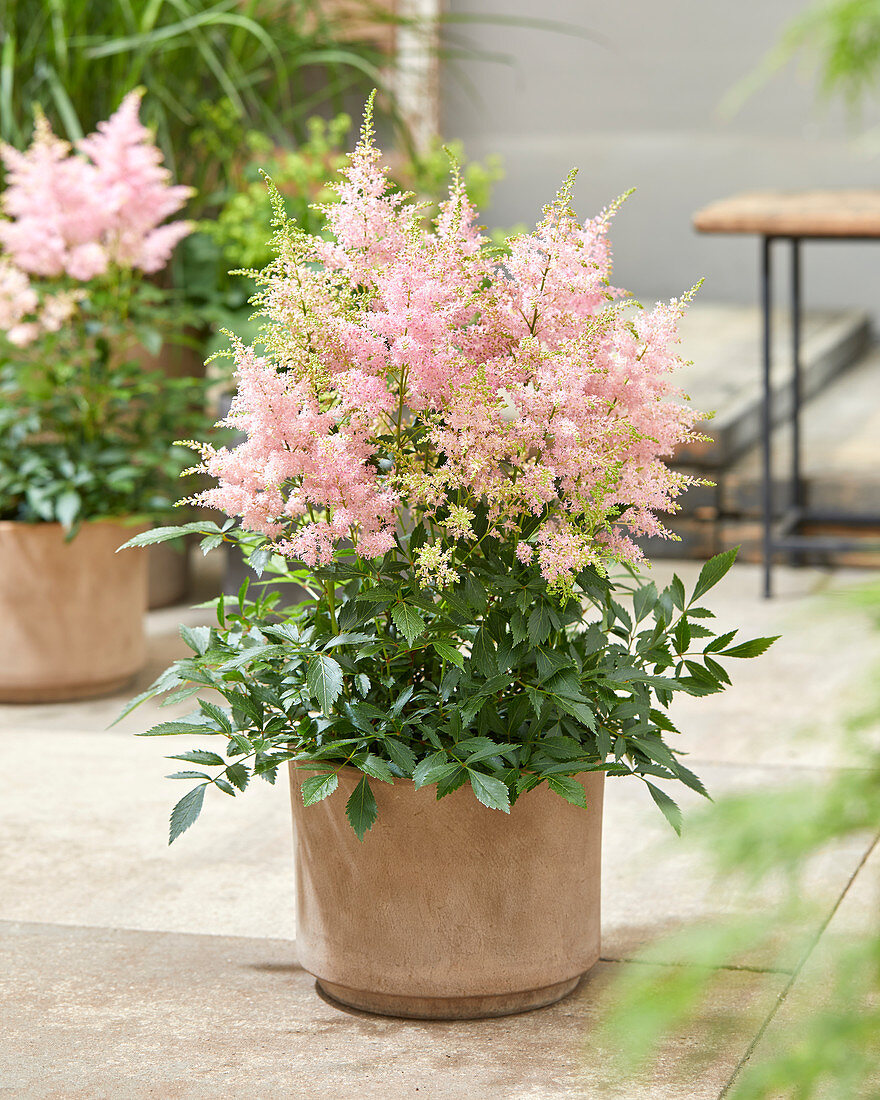 Astilbe 'Lovely Day'